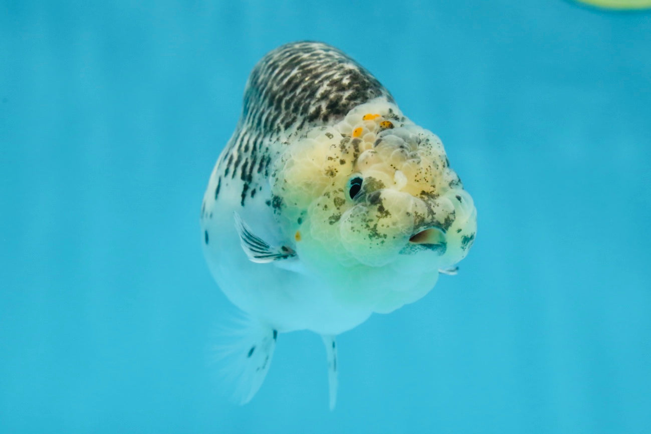 A Grade Kirin Polkadot LionQueen 4-4.5 inches #053025LC_05