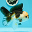 A Grade Unique Color Tricolor Oranda Male 5-5.5 inches #0607OR_05