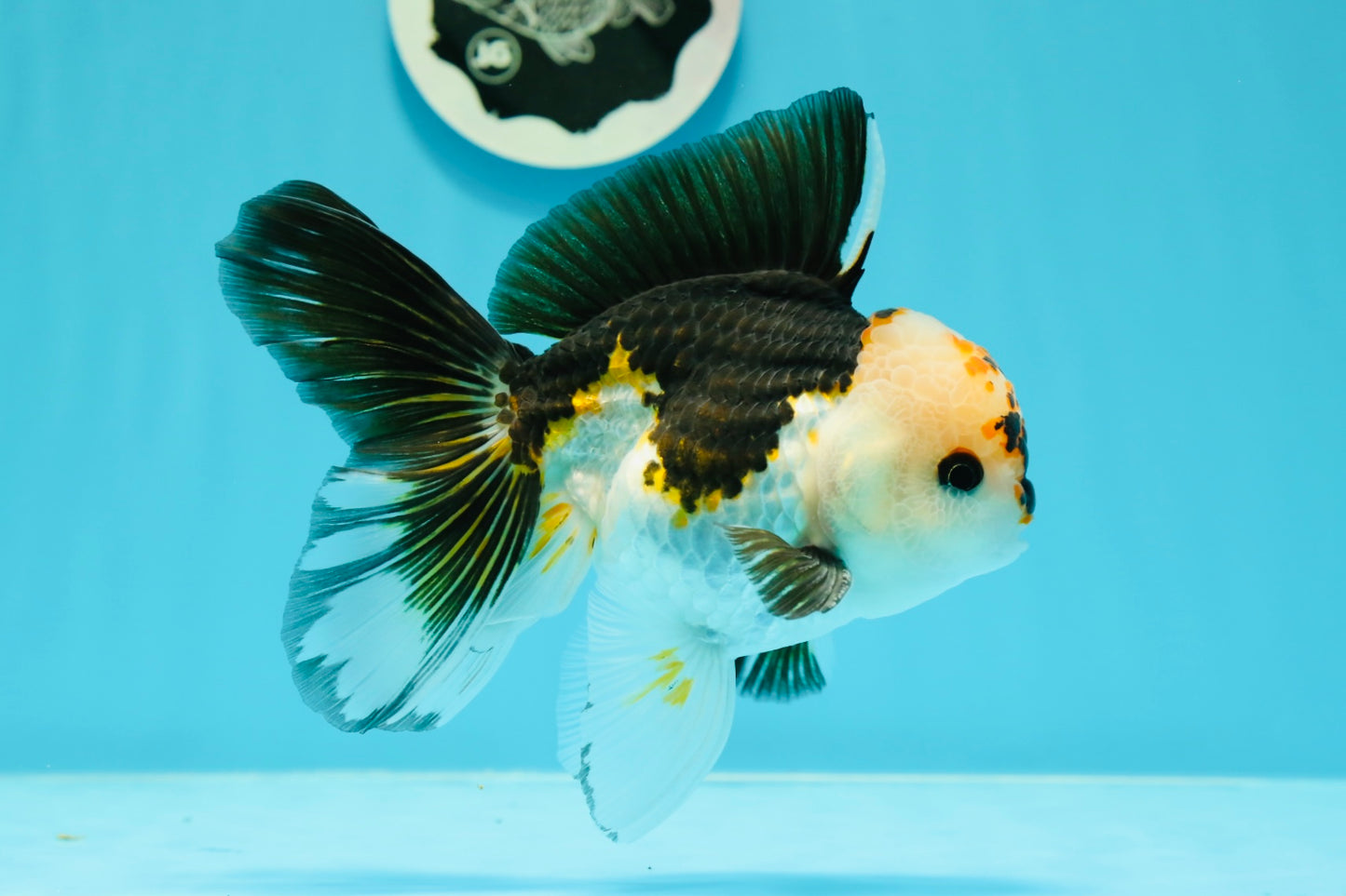 A Grade Unique Color Tricolor Oranda Male 5-5.5 inches #0607OR_05