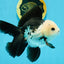 A Grade Panda Button Eyes Oranda Male 5-5.5 inches #120624OR_05