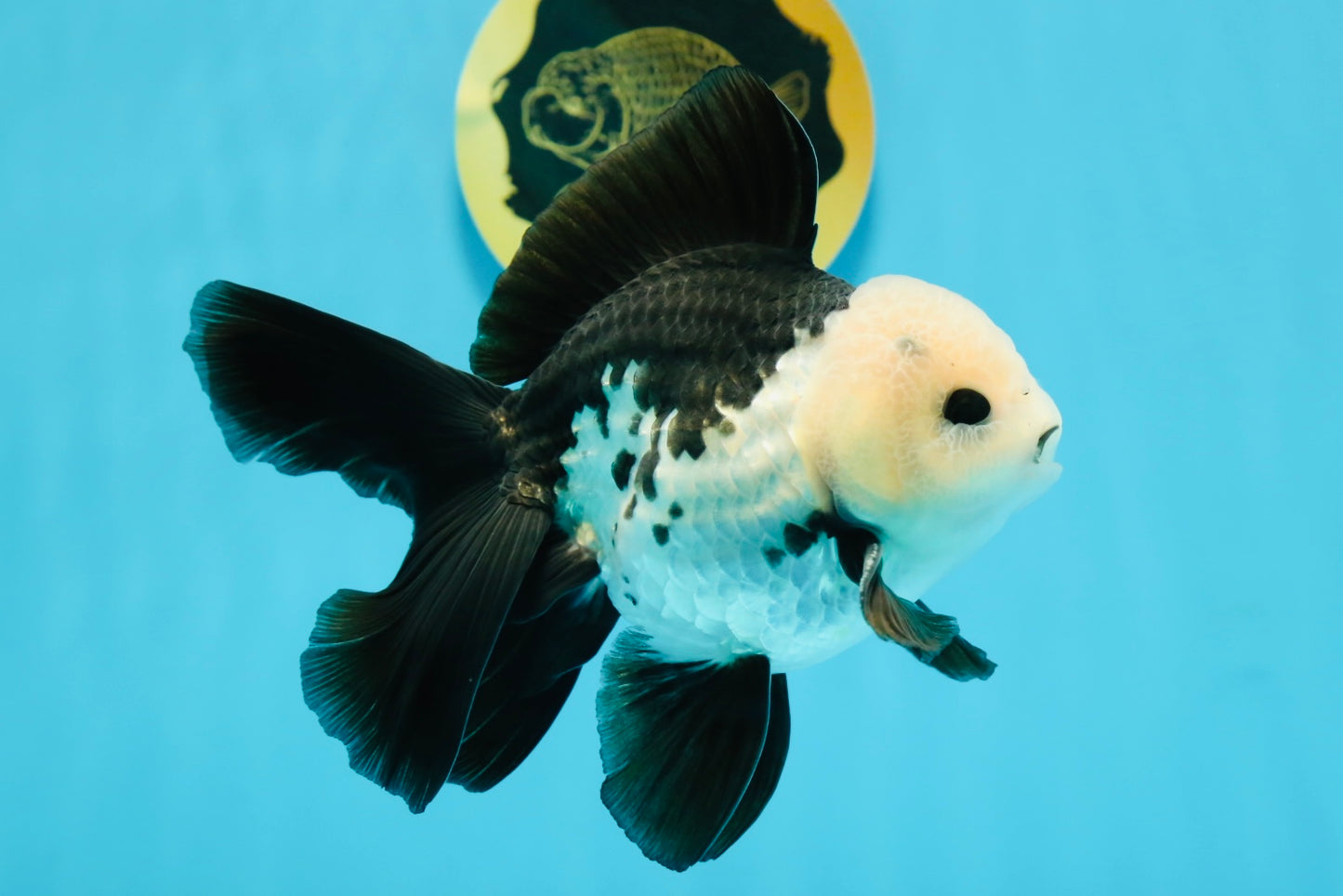 A Grade Panda Button Eyes Oranda Male 5-5.5 inches #120624OR_05