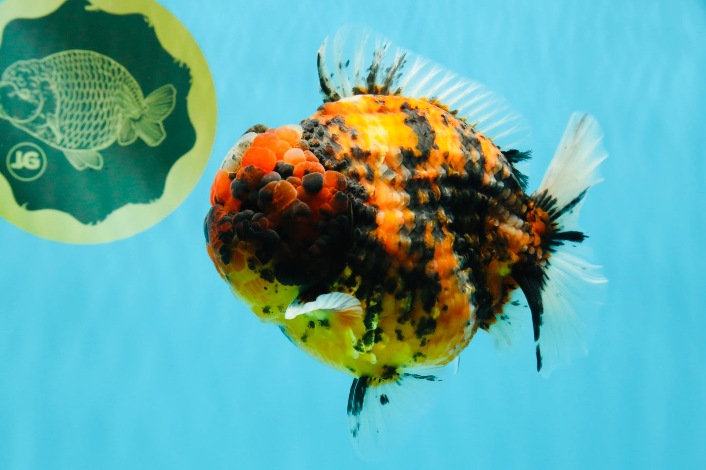 SUPER Special AAA Grade Godzilla Tiger Yuanbao Male 5 inches #022726YB_01