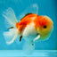 A Grade Sakura Oranda Male 4.5-5 inches #052325OR_06