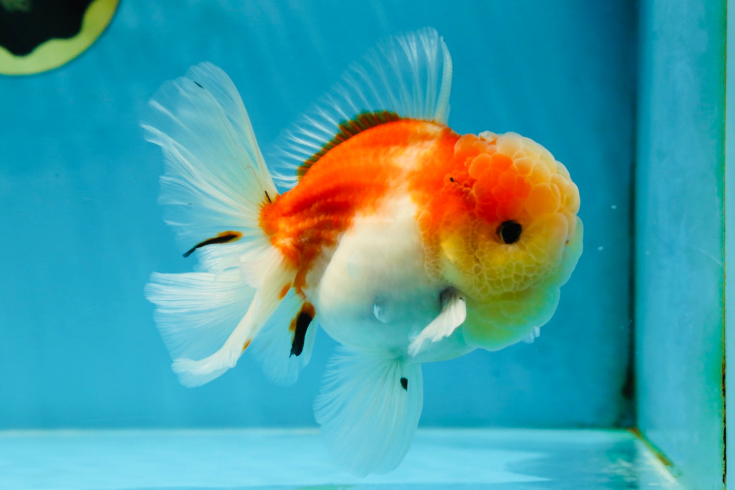 A Grade Sakura Oranda Male 4.5-5 inches #052325OR_06