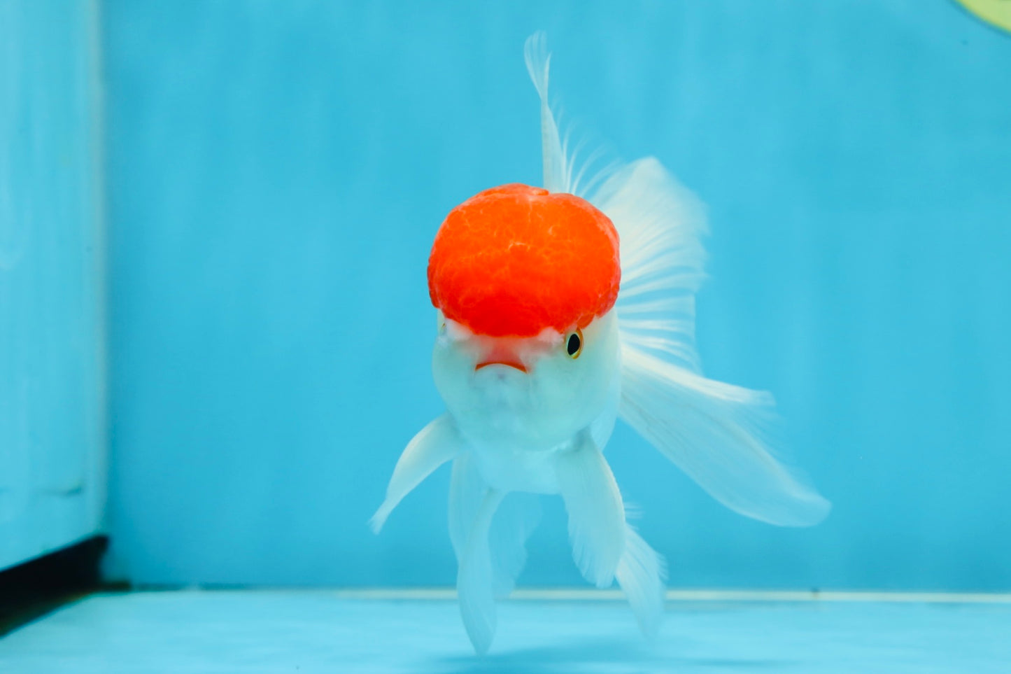 A Grade Little Tomato Cap Red Cap Oranda Male 4-4.5 inches #062025OR_18
