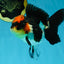 Unique A Grade Tricolor Oranda Female 4.5 inches #042525OR_05