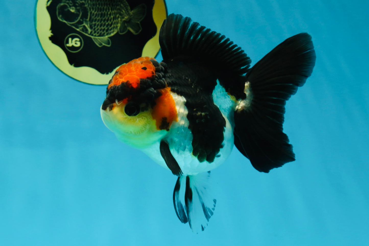 Unique A Grade Tricolor Oranda Female 4.5 inches #042525OR_05