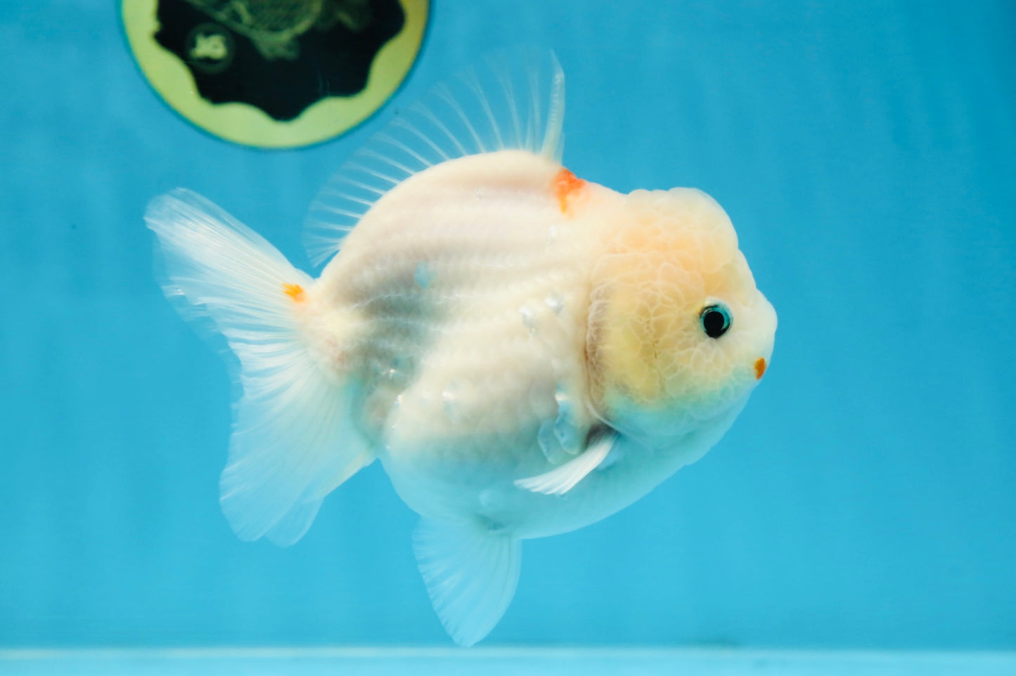 ADORABLE White Sakura Yuanbao Female 4.5 inches #101725YB_30