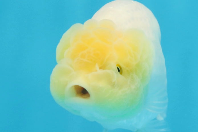 A Grade White LionQueen 4-4.5 inches #102425LC_12