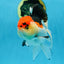 A Grade Tricolor Oranda Male 5 inches #080825OR_01