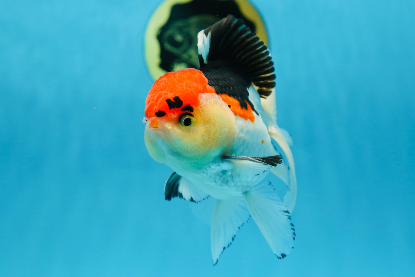 A Grade Tricolor Oranda Male 5 inches #080825OR_01