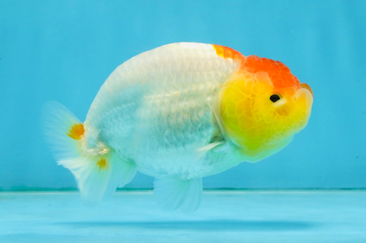 SUPER CUTE A Grade Red White LionQueen 4 inches #121225LC_08