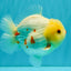 POPCORN AAA Grade Red White Yuanbao Male 5-5.5 inches #050126YB_18