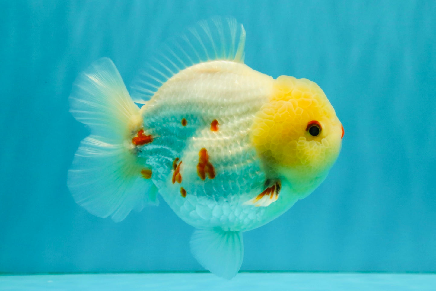 POPCORN AAA Grade Red White Yuanbao Male 5-5.5 inches #050126YB_18