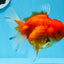 AAA Grade Cherry Sakura Oranda Female 5.5 inches #0712OR_03