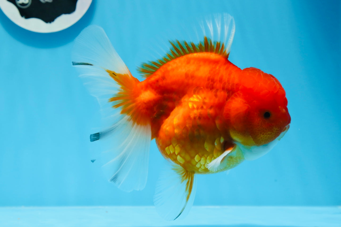 AAA Grade Cherry Sakura Oranda Female 5.5 inches #0712OR_03