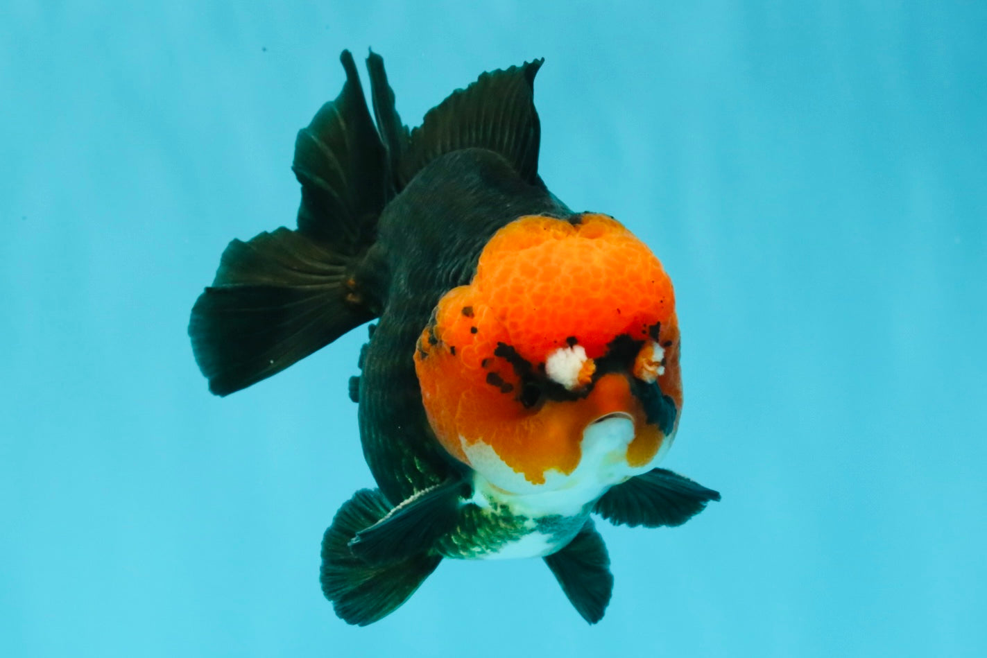 SUPER CUTE A Grade Pompom Red Head Tricolor Yuanbao Male 4.5-5 inches #031326YB_17