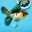 AAA Grade Panda Oranda Male 4.5-5 inches #0906OR_33