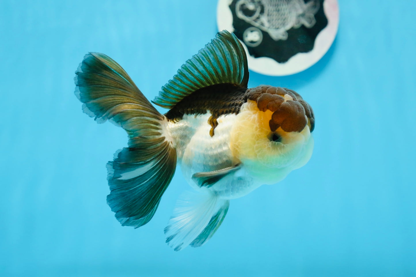 AAA Grade Panda Oranda Male 4.5-5 inches #0906OR_33