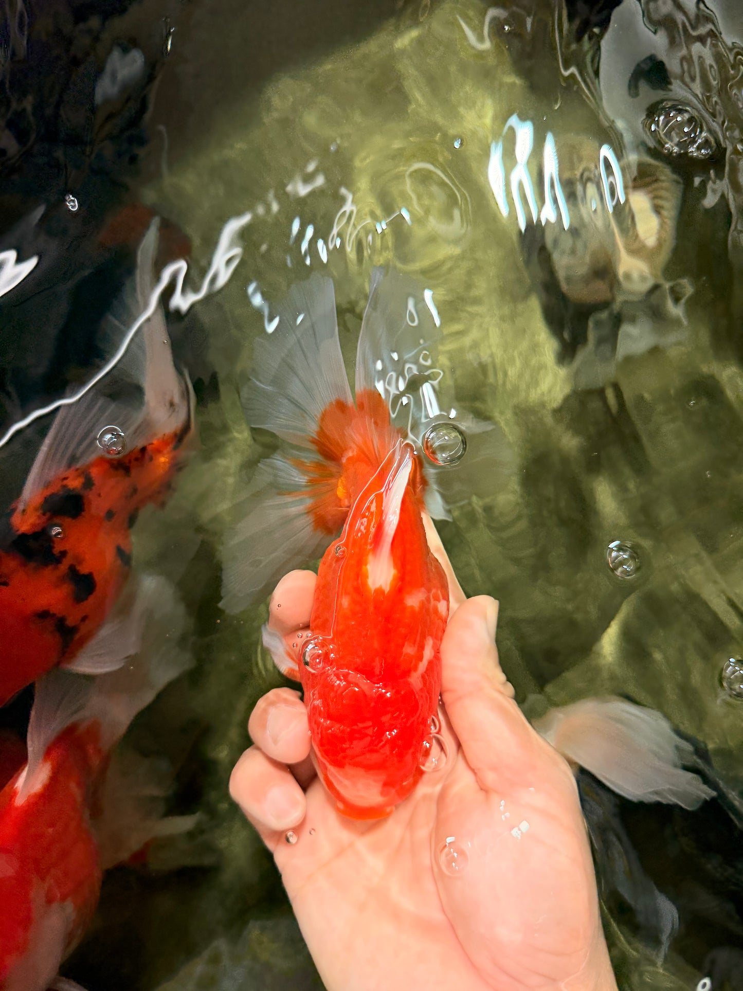 A Grade Red White Oranda Male 5.5-6 inches #070626OR_07