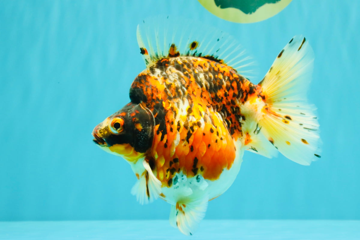 AAA Grade Special Indonesia Calico Ryukin Male 6-6.5 inches #100226RK_01