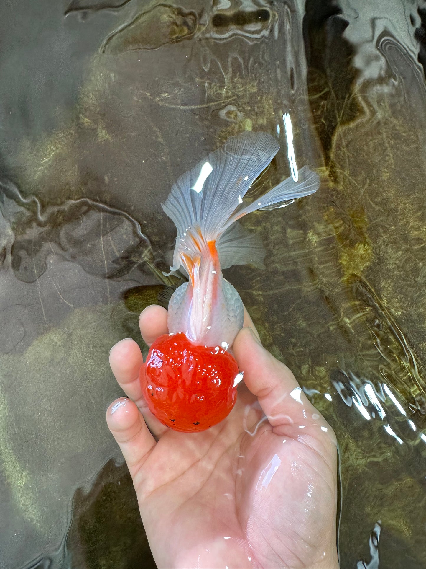 A Grade Red Cap Oranda Male 5.5 inches #062725OR_21