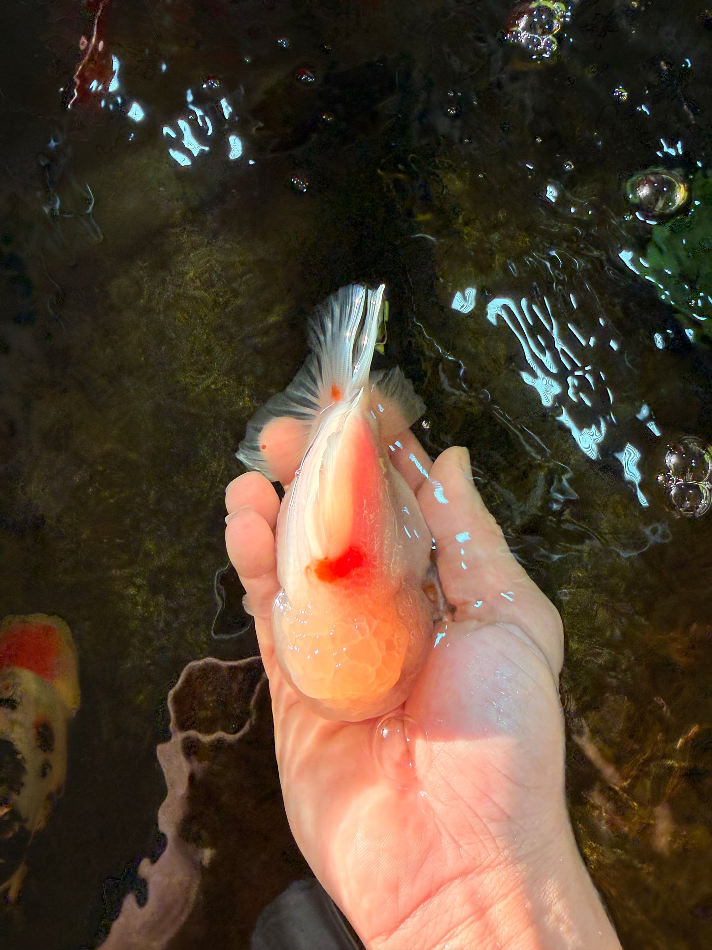 ADORABLE White Sakura Yuanbao Female 4.5 inches #101725YB_30