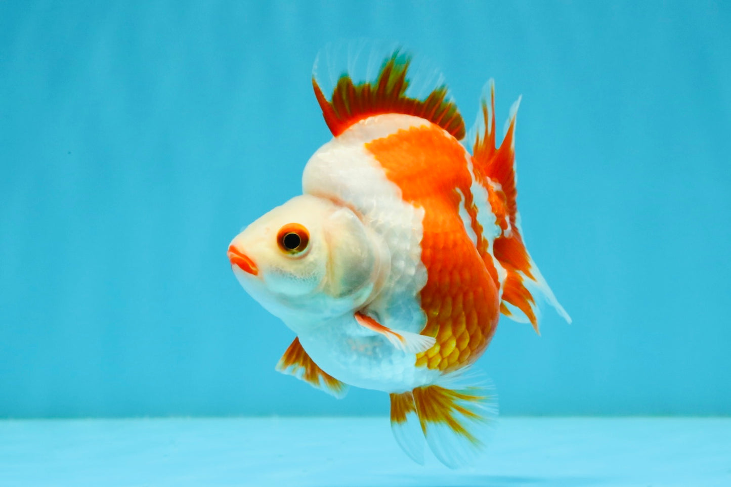 SUPER AAA Grade Red White Ryukin Female 4-4.5 inches #032726RK_26