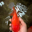 A Grade Red Oranda Male 6.5 inches #100926OR_19