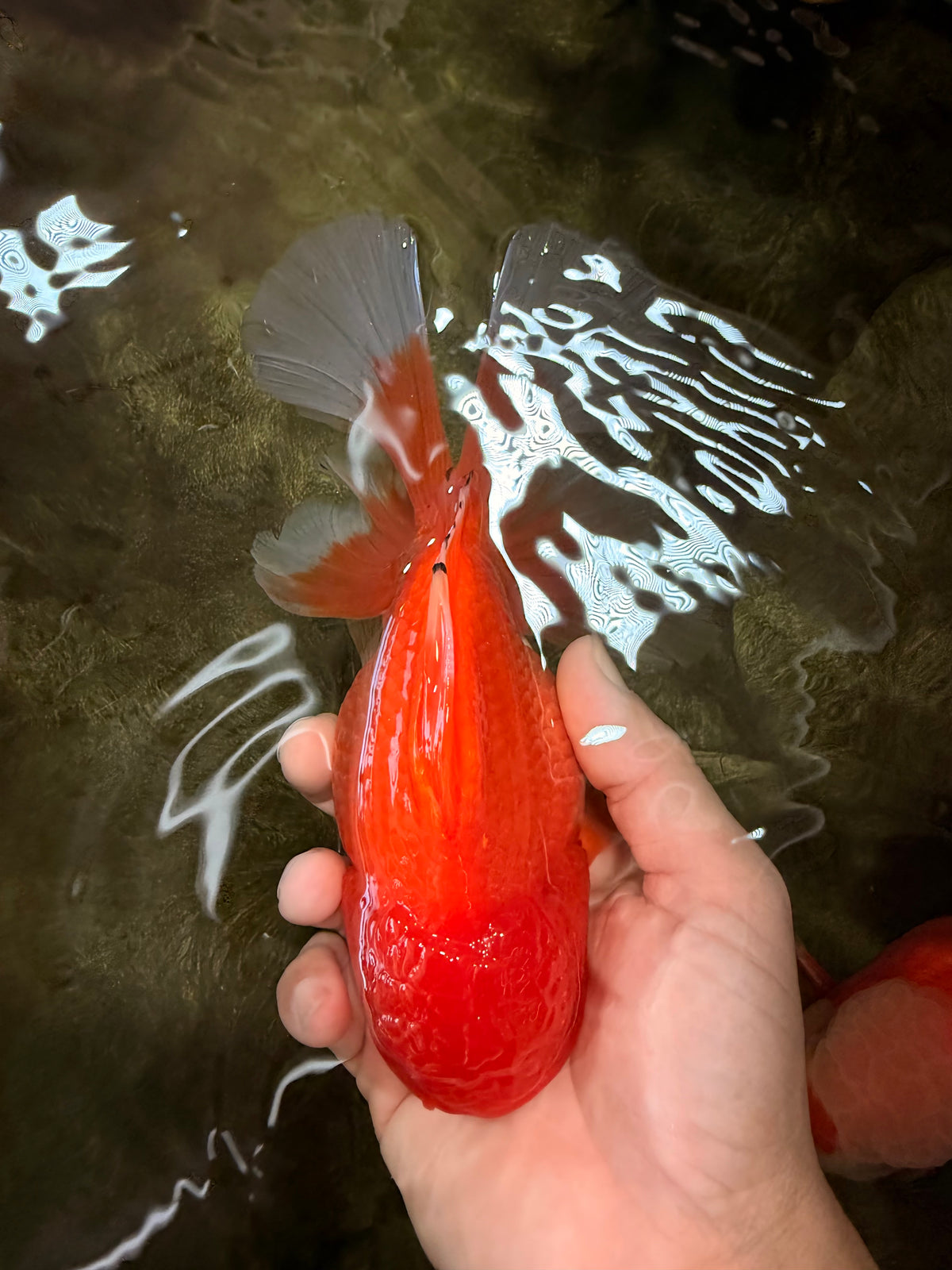 A Grade Red Oranda Male 6.5 inches #100926OR_19