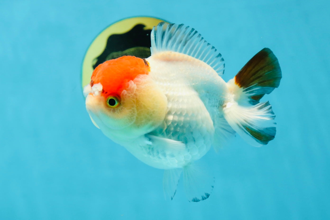 Tancho Pompom Tricolor Yuanbao Female 4 inches #050925YB_31