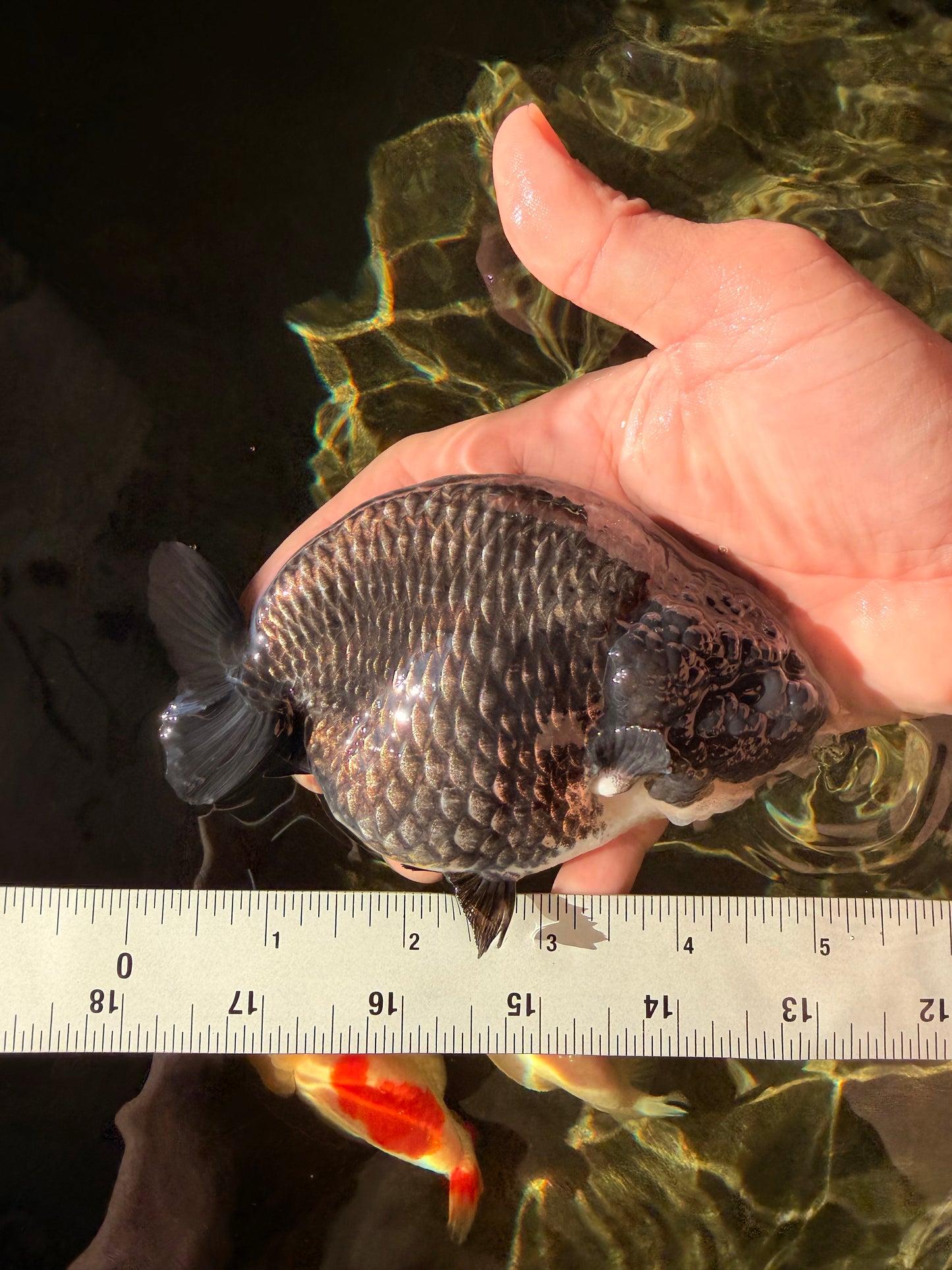 A Grade Blue Chinese Ranchu Female 5 inches #022726RC_22