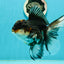 A Grade Tricolor Oranda Female 6 inches #111524OR_14