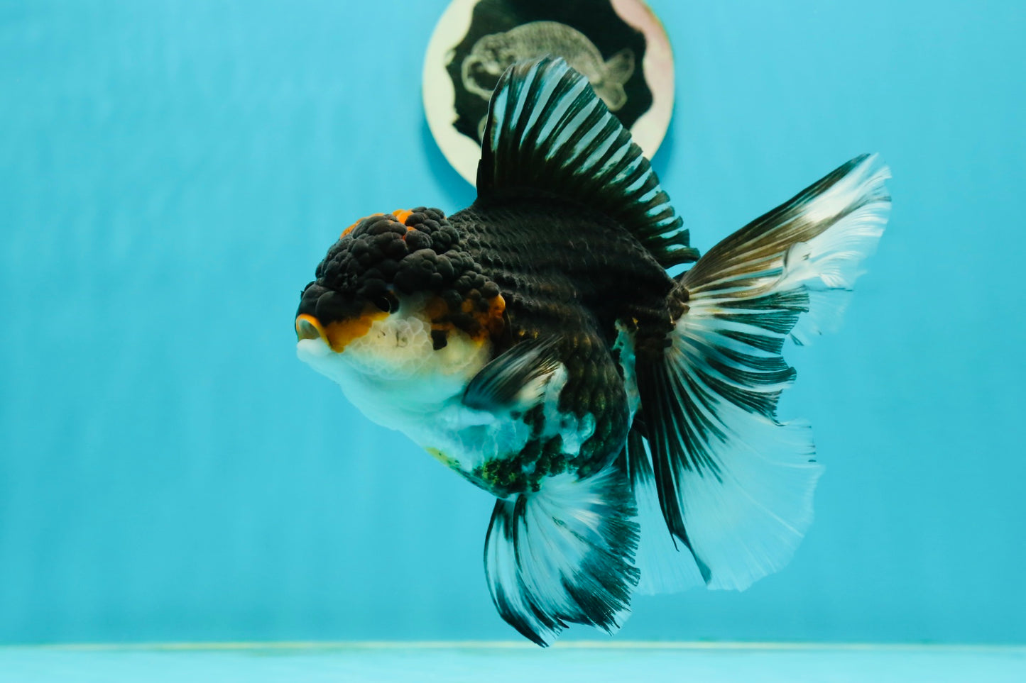 A Grade Tricolor Oranda Female 6 inches #111524OR_14