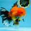 AAA Grade THICK BODY Apache Oranda Male 6-6.5 inches #082925OR_14