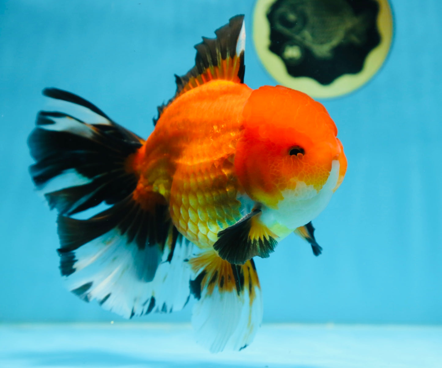 AAA Grade THICK BODY Apache Oranda Male 6-6.5 inches #082925OR_14