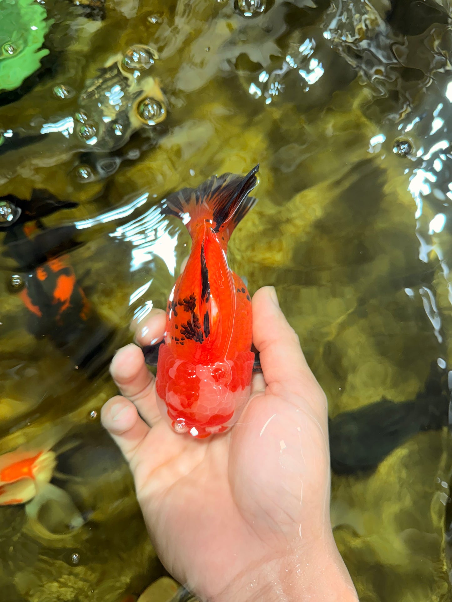 A Grade Tricolor Yuanbao Male 4.5 inches #103125YB_02