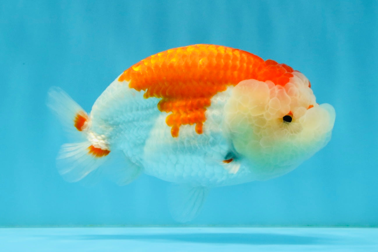 ADORABLE A Grade Red White LionKing 5 inches #032726LC_23