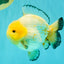 SUPER CUTE AAA Grade White Yuanbao Male 5 inches #061926YB_36