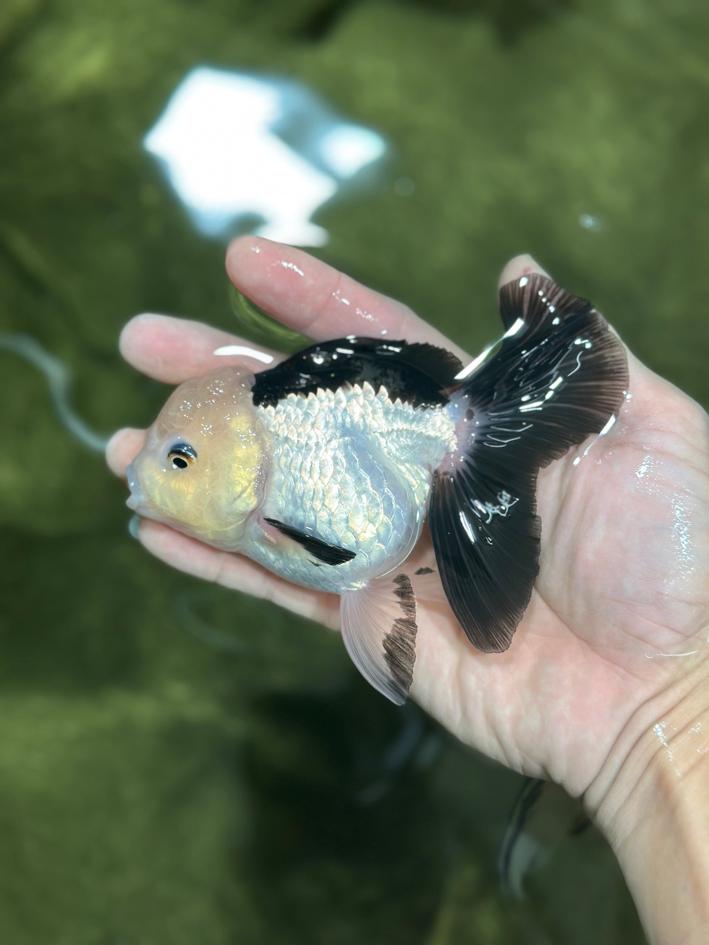 A Grade Panda Oranda Female 4.5  inches #121324OR_18