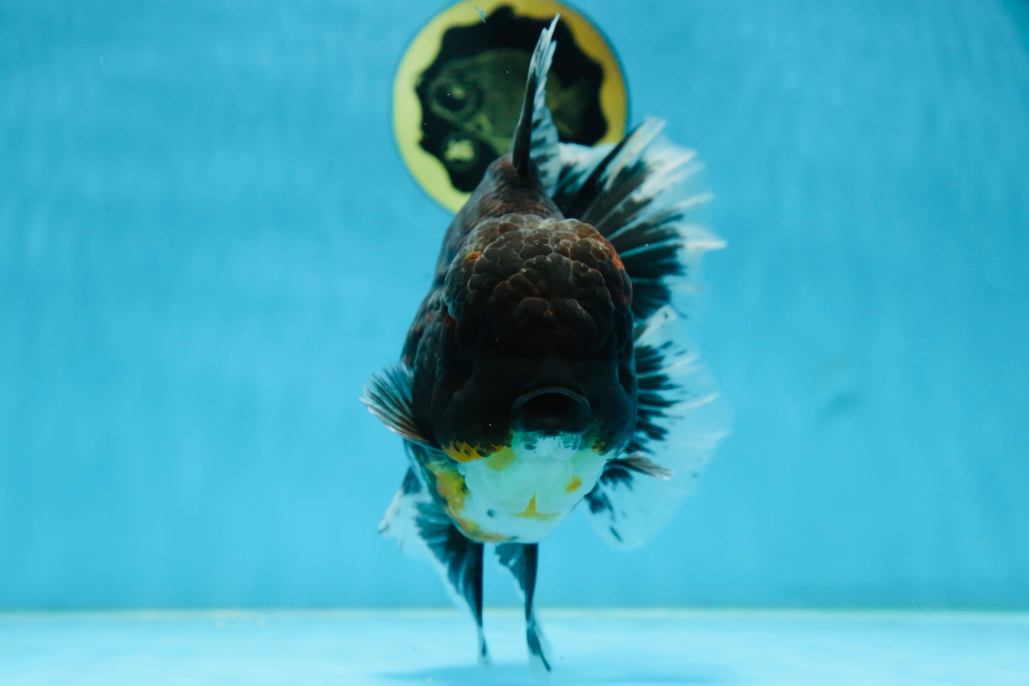 RARE AAA Grade SUPER GIANT Godzilla Kirin Oranda Female 7 inches #082225OR_07