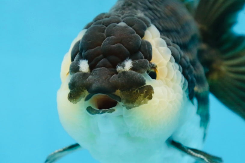 AAA Grade Panda Yuanbao Male 6 inches #091225YB_01