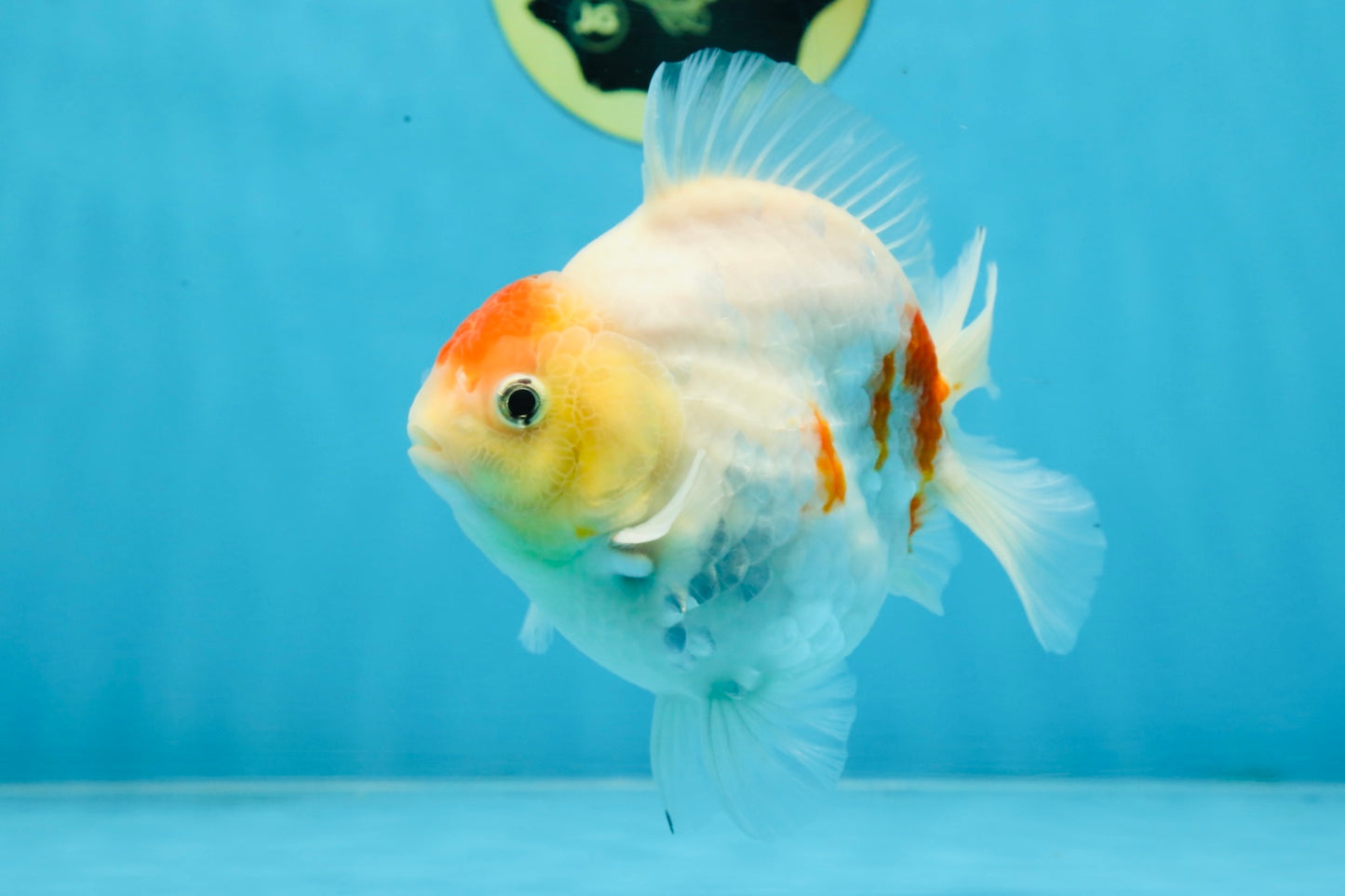 A Grade Young Godzilla Tancho Sakura Yuanbao Male 4.5 inches #101725YB_26