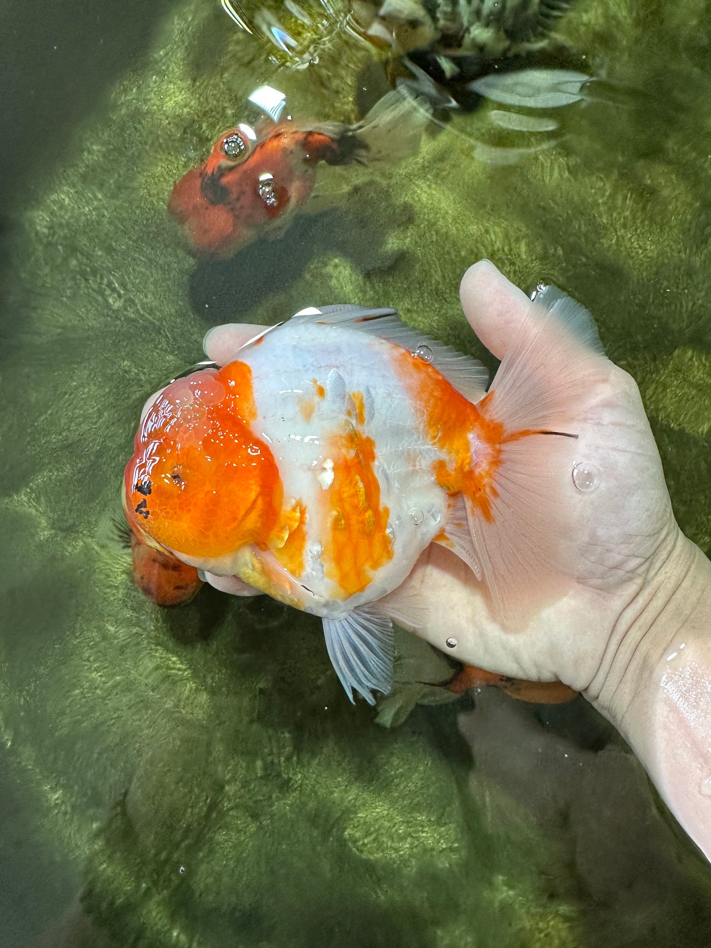 A Grade SPECIAL Sakura Oranda Female 5.5-6 inches #051625OR_14