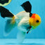 AAA Grade Special Tricolor Button Eyes Oranda Male 5 inches #080825OR_03