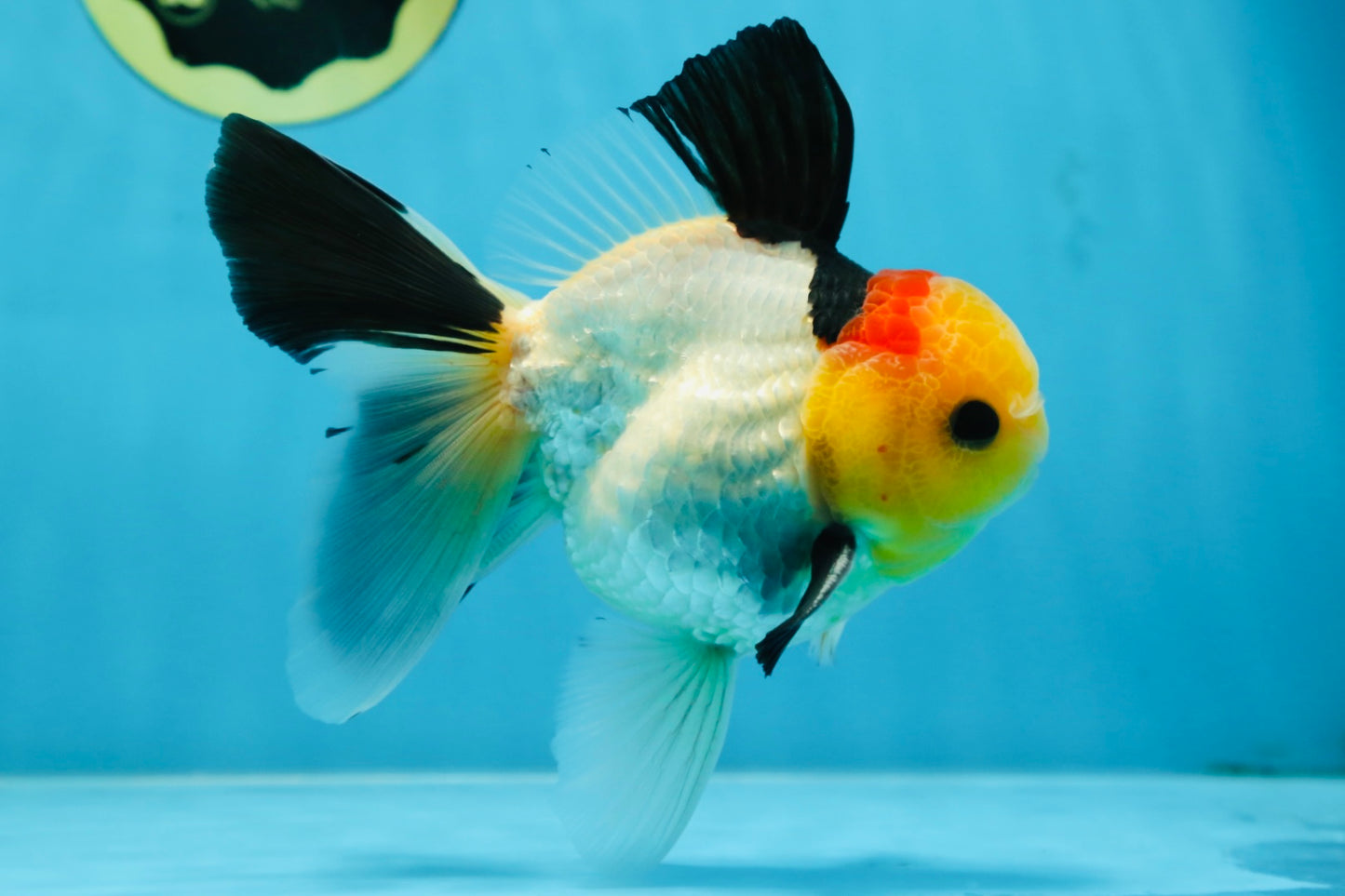 AAA Grade Special Tricolor Button Eyes Oranda Male 5 inches #080825OR_03