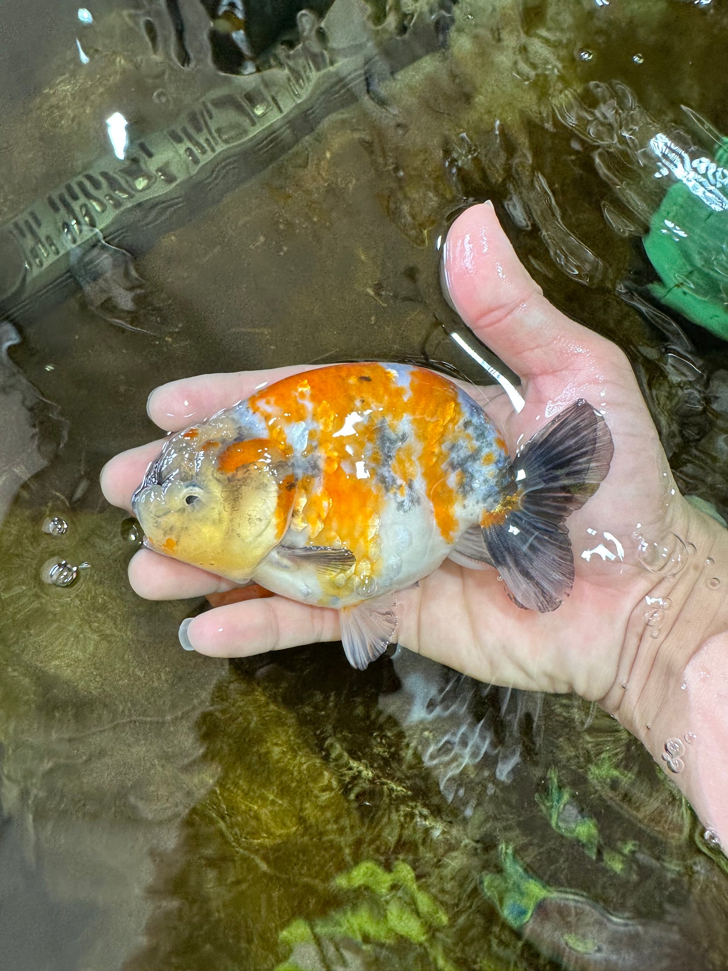 A Grade Chubby Tricolor Marble LionKing 4.5-5 inches #071125LC_04