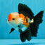 A Grade Tricolor Oranda Male 5-5.5  inches #032726OR_12