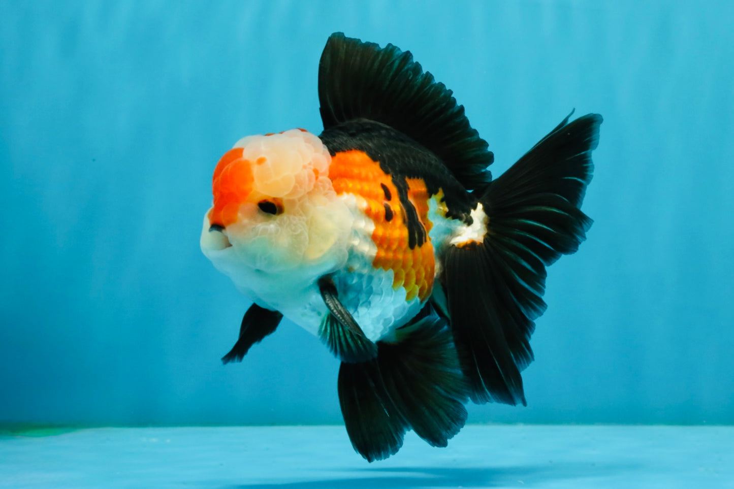 A Grade Tricolor Oranda Male 5-5.5  inches #032726OR_12