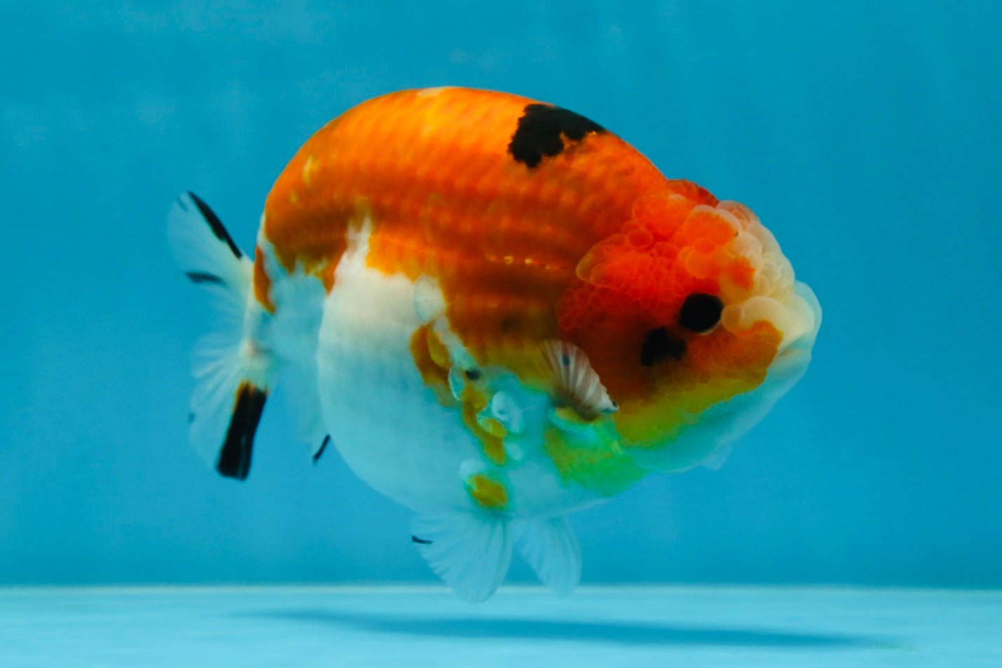 AAA Grade Strong Body Structure Sakura LionKing 5 inches #051625LC_08